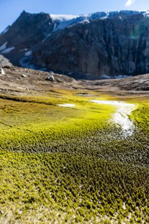 Auf der jungen Grundmoräne siedeln sich bereits erste Pionierpflanzen an