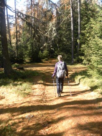 feiner Waldabstieg