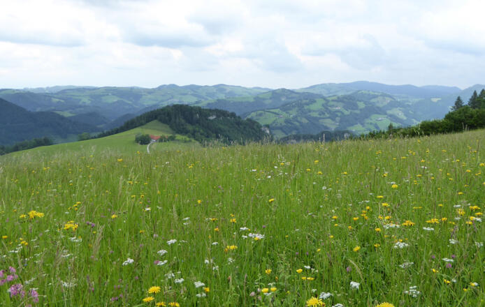 Hohe Dirn Hintsteingraben