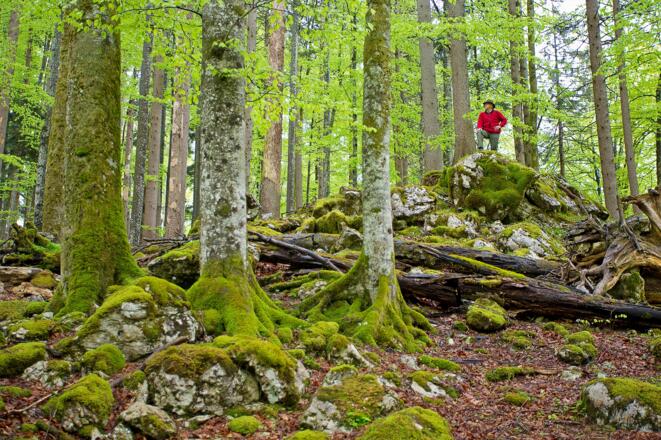 UNESCO Weltnaturerbe Buchenwälder im Nationalpark Kalkalpen