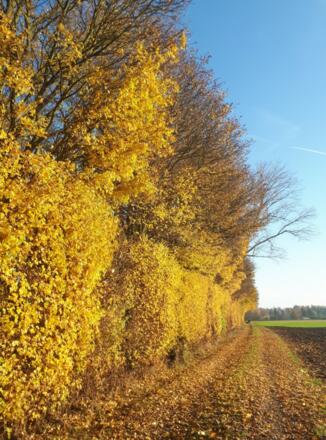 Herbst im Gäuboden