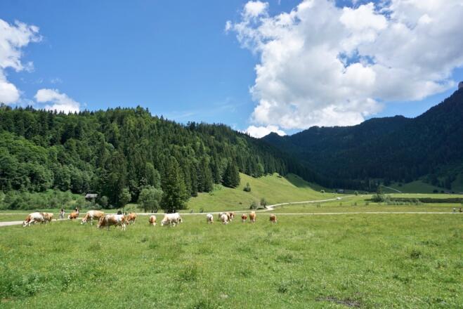 Röthelmoosalm