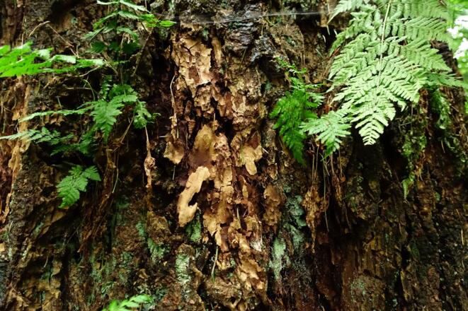 Und so sieht die Rinde dieser Riesenfichten aus