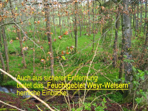 Feuchtgebiet Weyr-Welsern