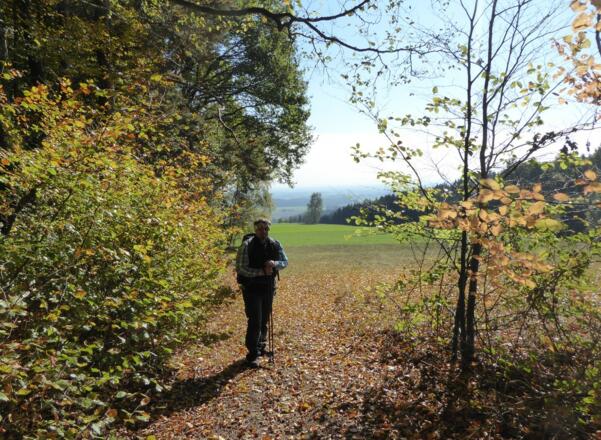 ... vom Wald hinaus auf eine Lichtung