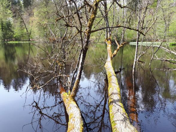 Huckinger See