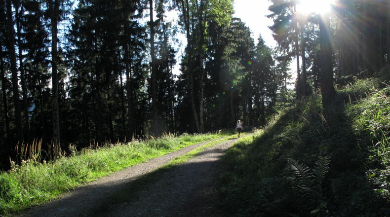 Der Sonne entgegen