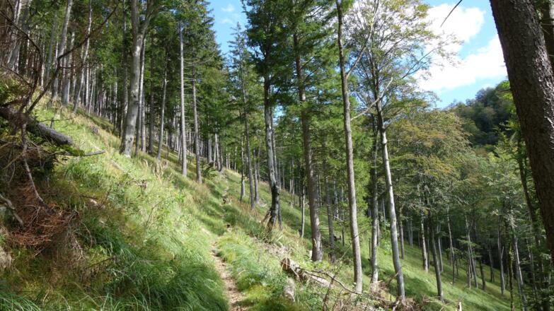 Im lichten Hochwald (um 830 m) nach NO