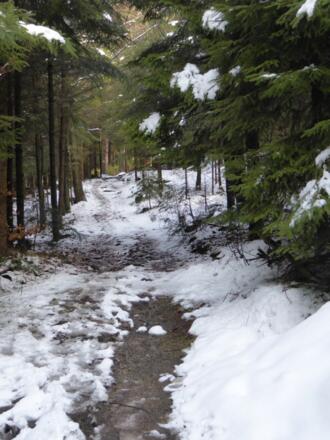Waldpfad nach Elisabethszell