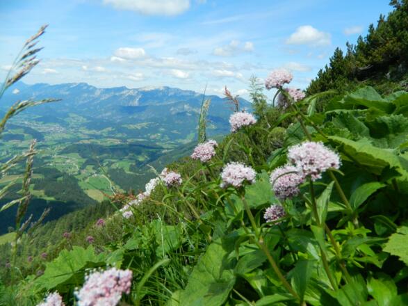 Blick zum Sengsengebirge