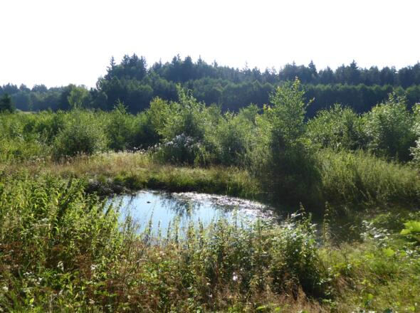 kleiner Teich kurz nach dem Schiederhof