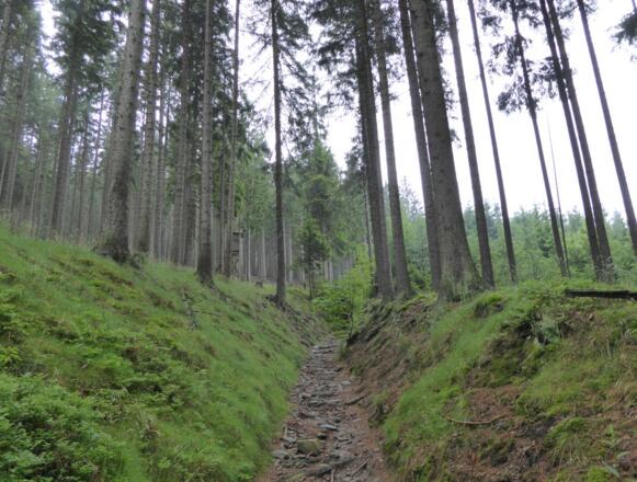 Der Sauweg hinauf zur Grenze