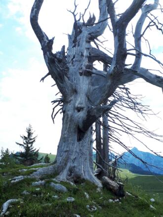 Baumskulptur