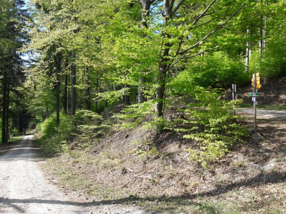 Von der Dampfsäge kommender Forstweg