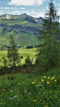 Almenblick