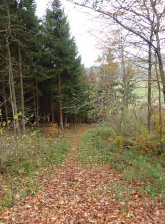 steiler Waldweg hinab nach Bielberg