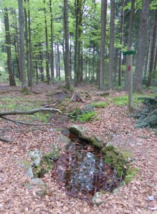 Quelle der Rinchnach
