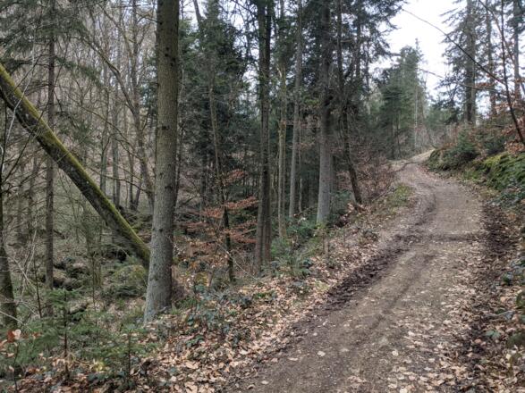 Der Forststraße folgend