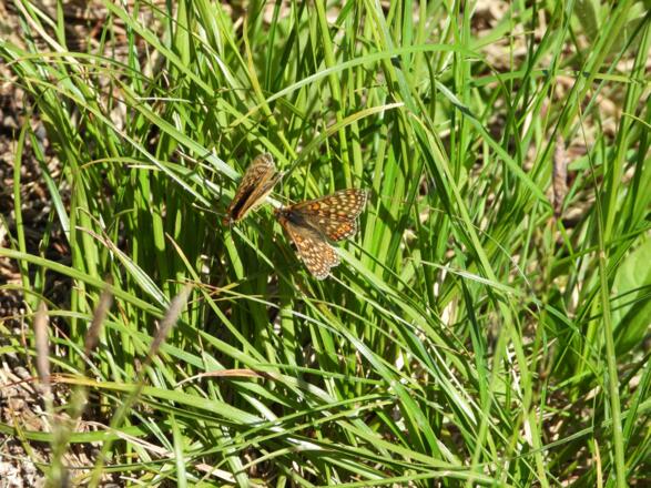 Heute waren viele Schmetterlinge sehr &quot;geschäftig&quot;