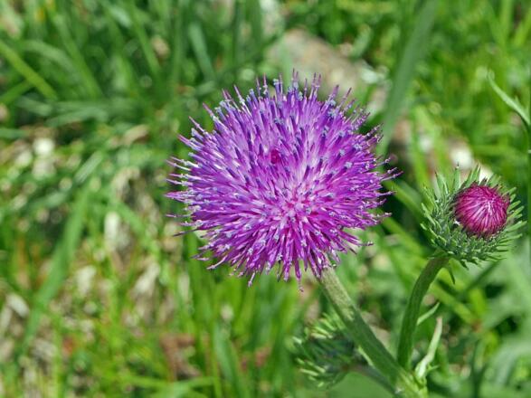 Bergdistel