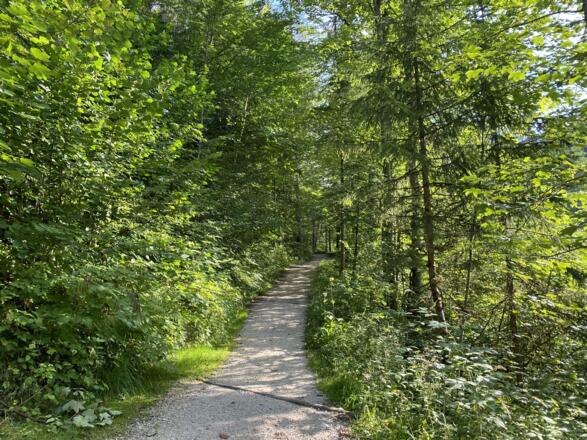 Schattiger Aufstieg am Wimbach entlang