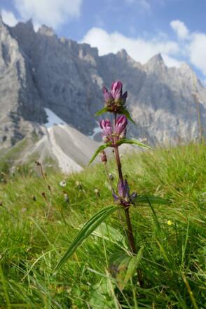 Der Ungarische Enzian ist eine botanische Rarität. Rund um die Falkenhütte blüht er im Sommer zu Dutzenden.