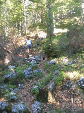 Waldpfad