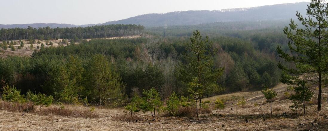Dünenlandschaft