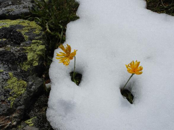 Die Reste vom Schnee der letzten Nacht