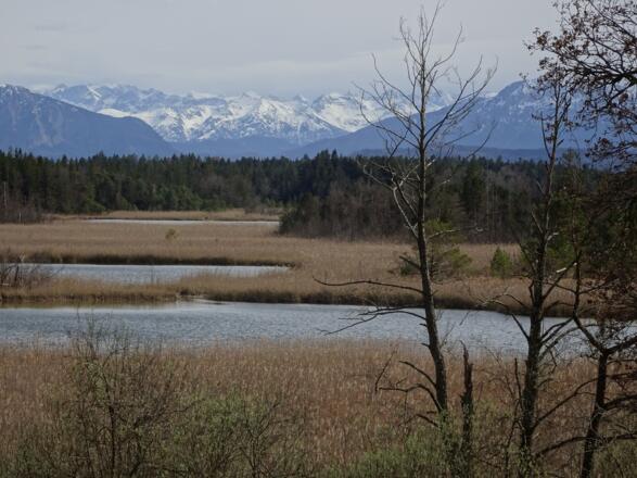 Seenplatte/Naturschutzgebiet zwischen Seeshaupt und Iffeldorf