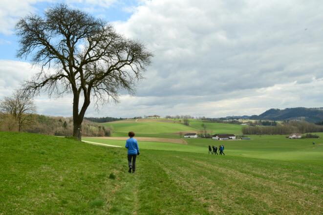 Auf Wiesenwegen (170) wandern wir weiter bis kurz vor Hohensteg