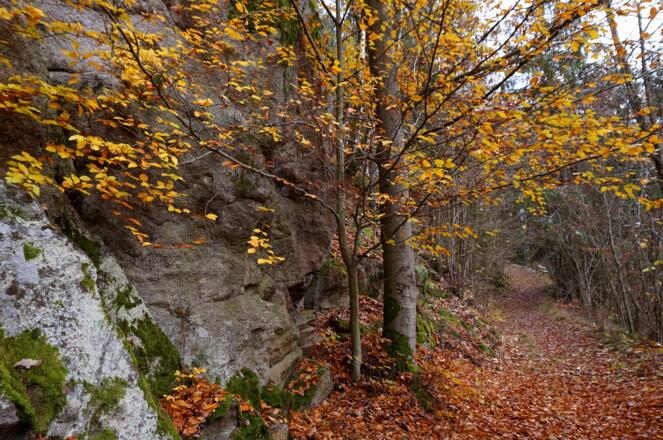 Der Weg führt durch ein Waldstück.