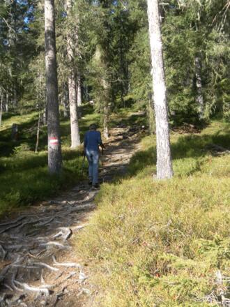 am bewaldeten Ostrücken