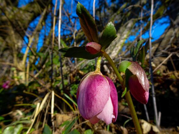 Lenzrose im März am Wegesrand