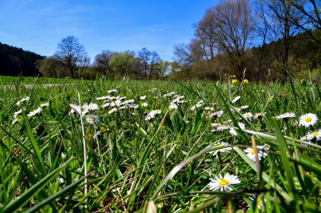 Erste Gänseblümchen im Schwarzachtal
