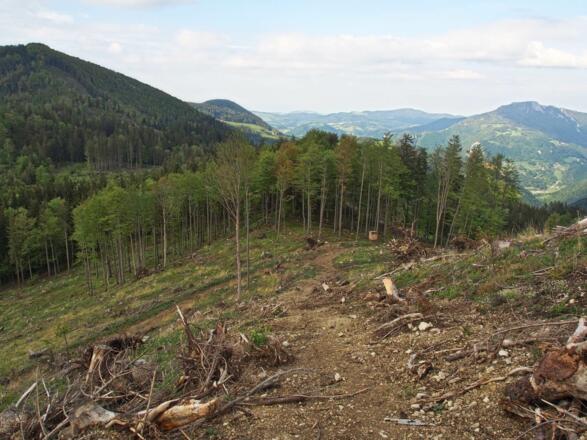 Abstieg von der Tannscharten über einen neuen Schlag.
