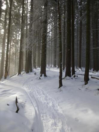Im Wald auf dem ersten Gratstück bei ca. 1360m