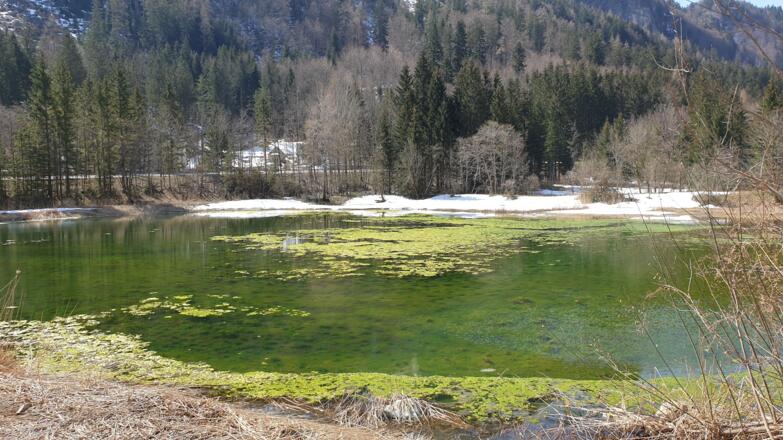 Pflegerteich