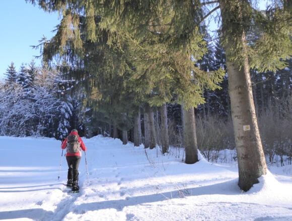 Wir treffen auf den Goldsteig