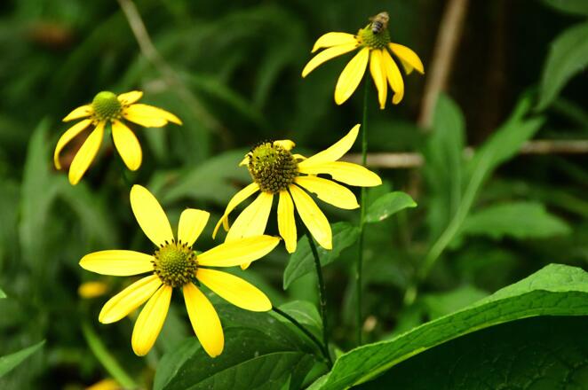 Die Aistblume -  ist nur an der Waldaist zu finden