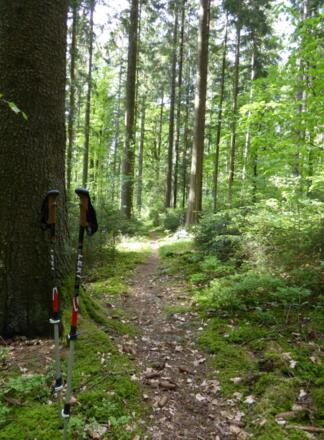 auf dem Jägersteig zum Perlsee