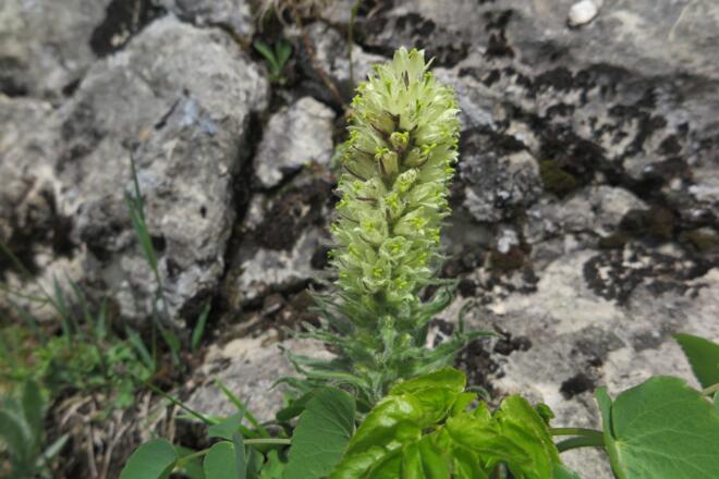 Seltene Pflanzen am Rotwandkopf - hier die Strauß-Glockenblume