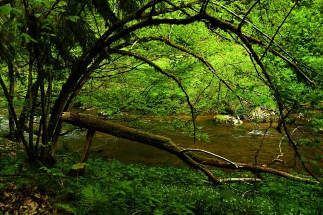 Natur pur an der Waldaist