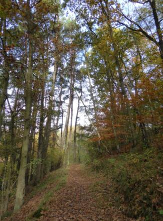 Waldpfad nach Viechtach