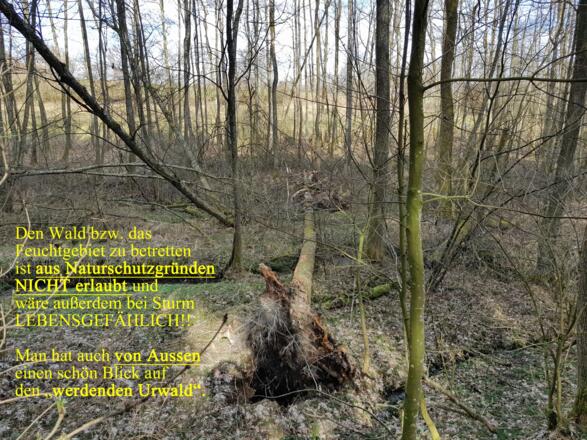 Blick in den werdenden Urwald