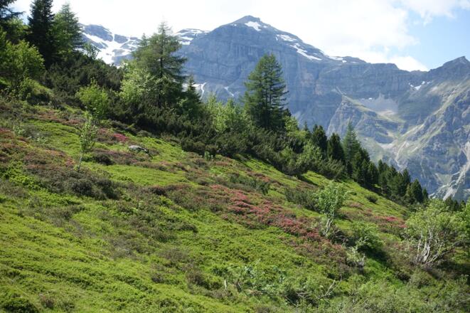 Almrausch - wenn die Jahreszeit passt
