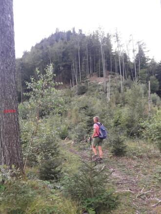 Waldschneise