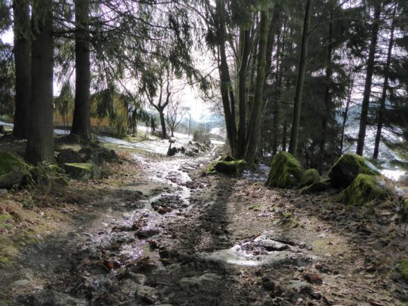 die Sonne scheint durch die Äste...