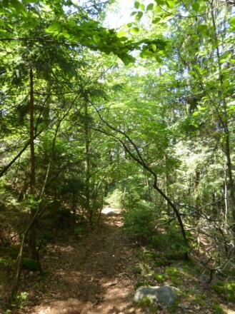 Wilde Steige am Büchelstein