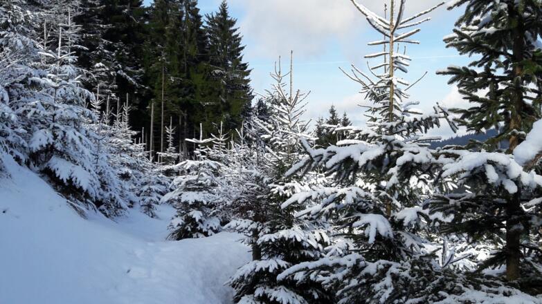 Mühsamer Abstieg zum Schwarzenbach-Sattel 781m